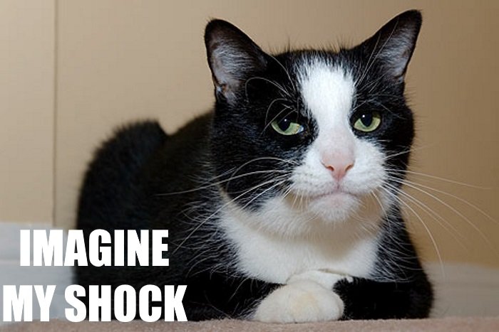 lygia maria tweet media