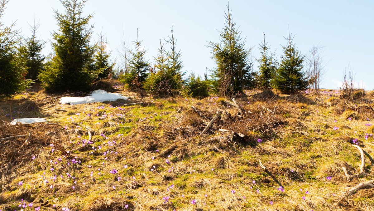 Leaving 🎗️🇮🇱🇺🇦🇪🇺🇨🇦🇬🇱 tweet media