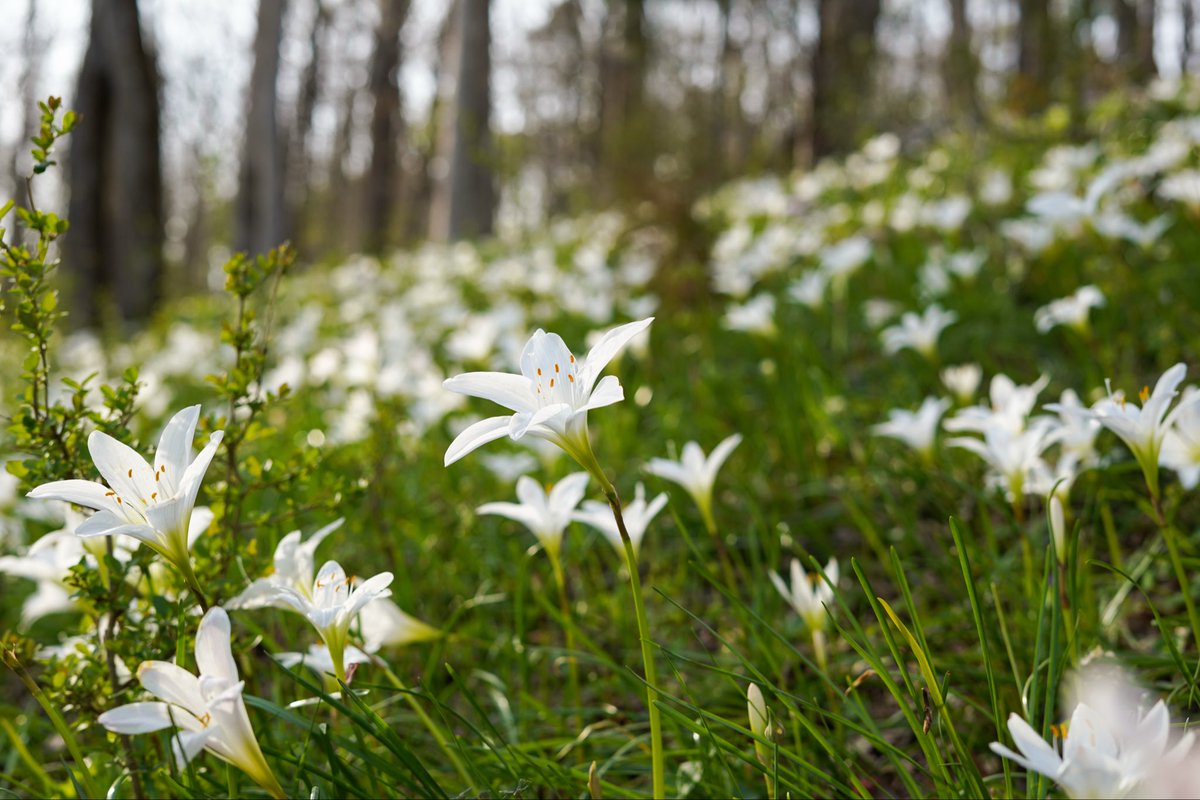 lilyhillcattle's tweet photo. Cattle can destroy ecosystems.

That part is true.

What’s not talked about enough is this managed properly, they can help maintain them.

These hillsides are why we’re called Lily Hill Farm.

Every spring, they bloom with native zephyr lilies alongside species like trillium.

This is a working cattle operation.

Our cattle keep woodland transitions open so sunlight can reach the ground and these native species can thrive.