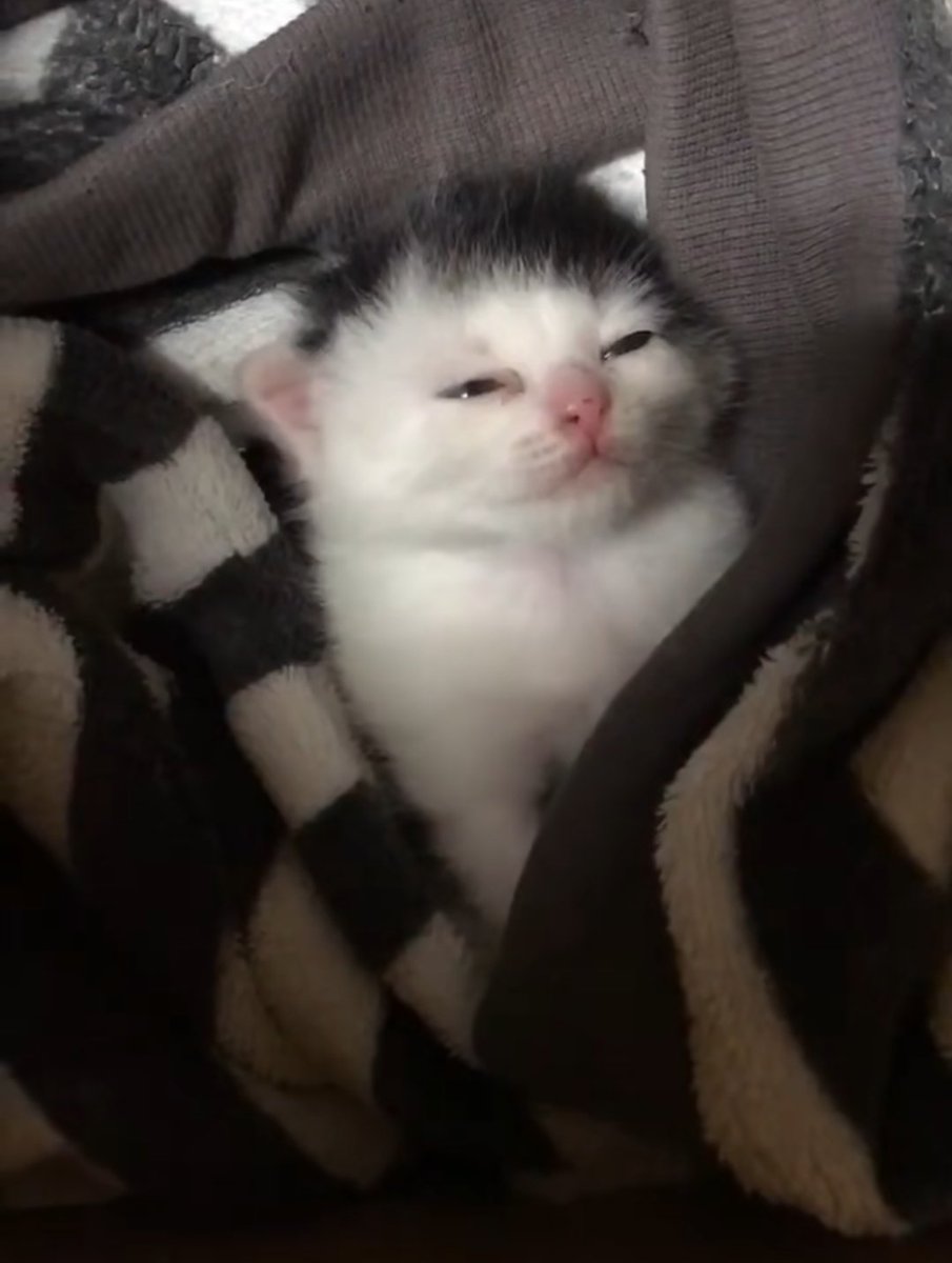 No Context Cats tweet media