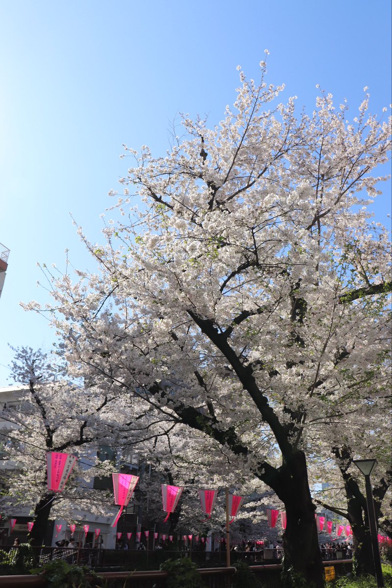 雪月（ゆづき） tweet media