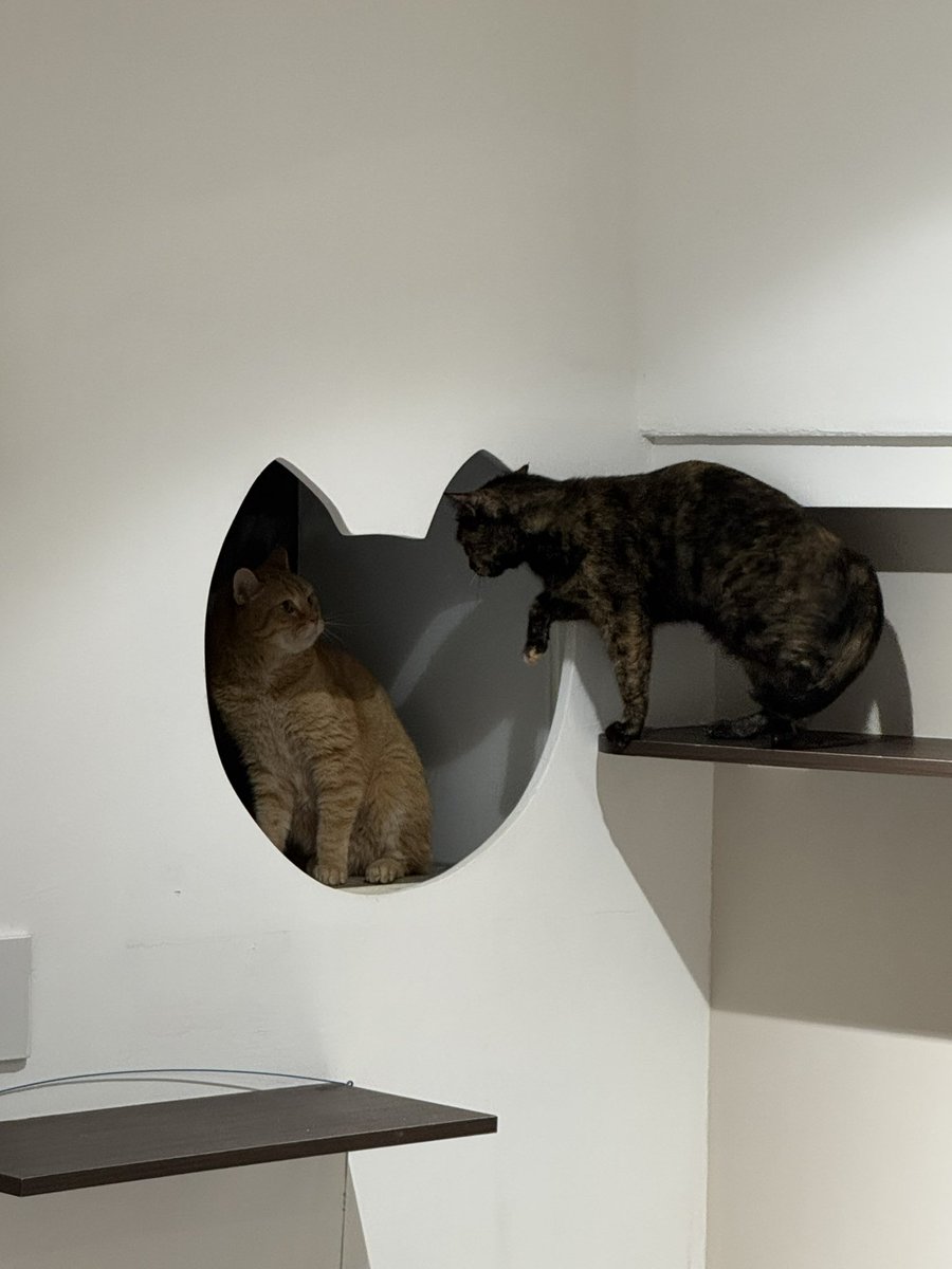 💭安瑪希雅の法法🇫🇷 tweet media