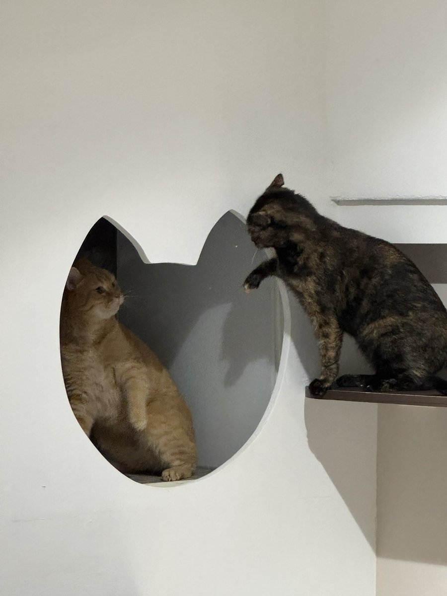 💭安瑪希雅の法法🇫🇷 tweet media