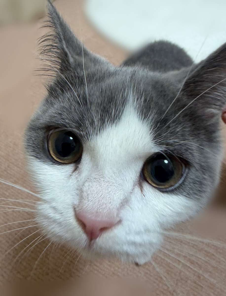 マンチカンのゆーが🐈‍⬛おる🐈 tweet media