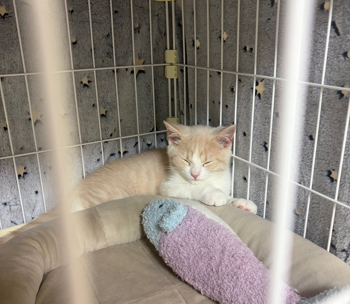 マンチカンのゆーが🐈‍⬛おる🐈 tweet media