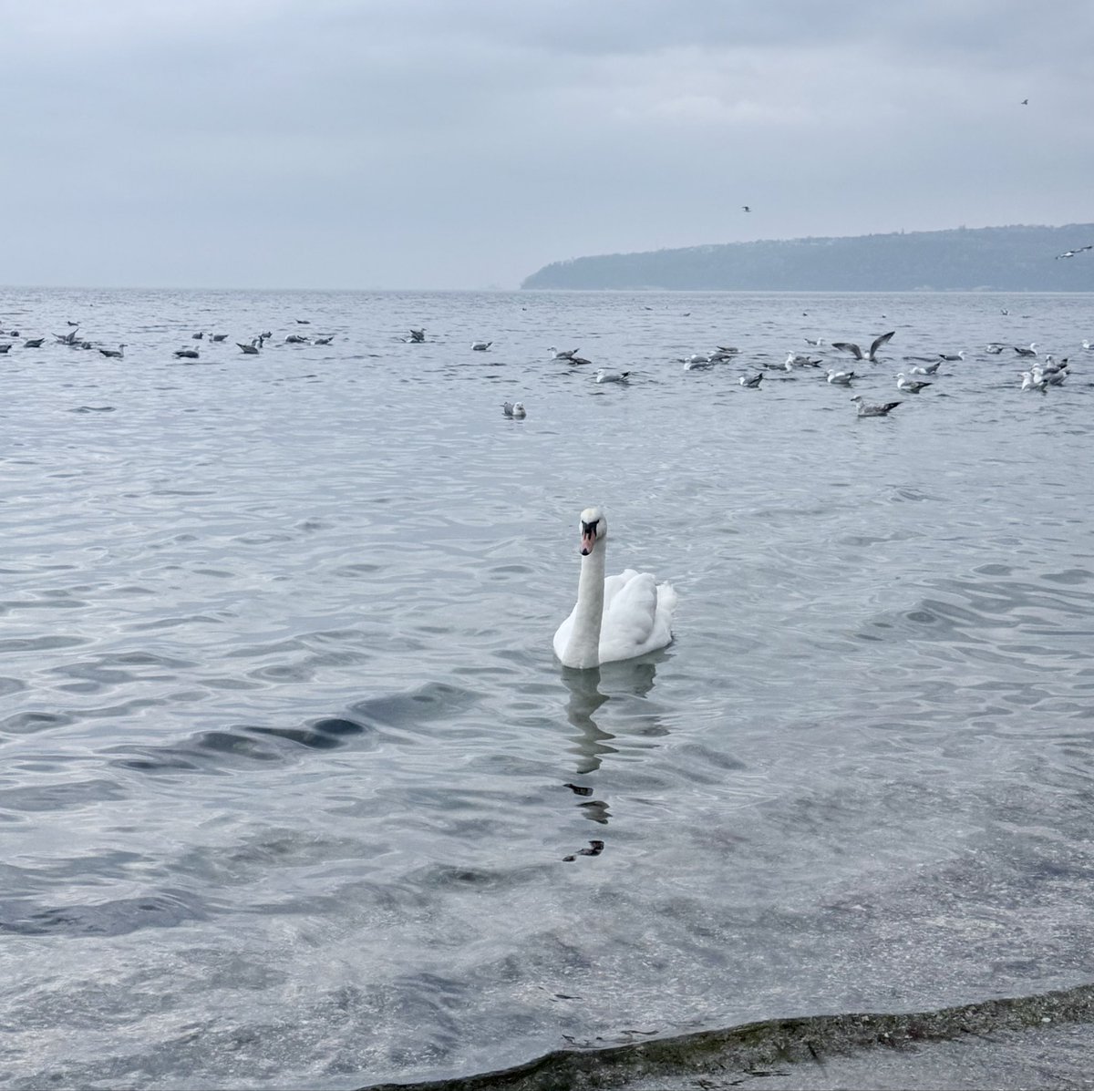 Bezopakovka tweet media