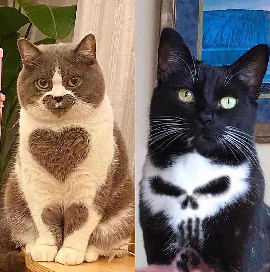 Punch Cat tweet media