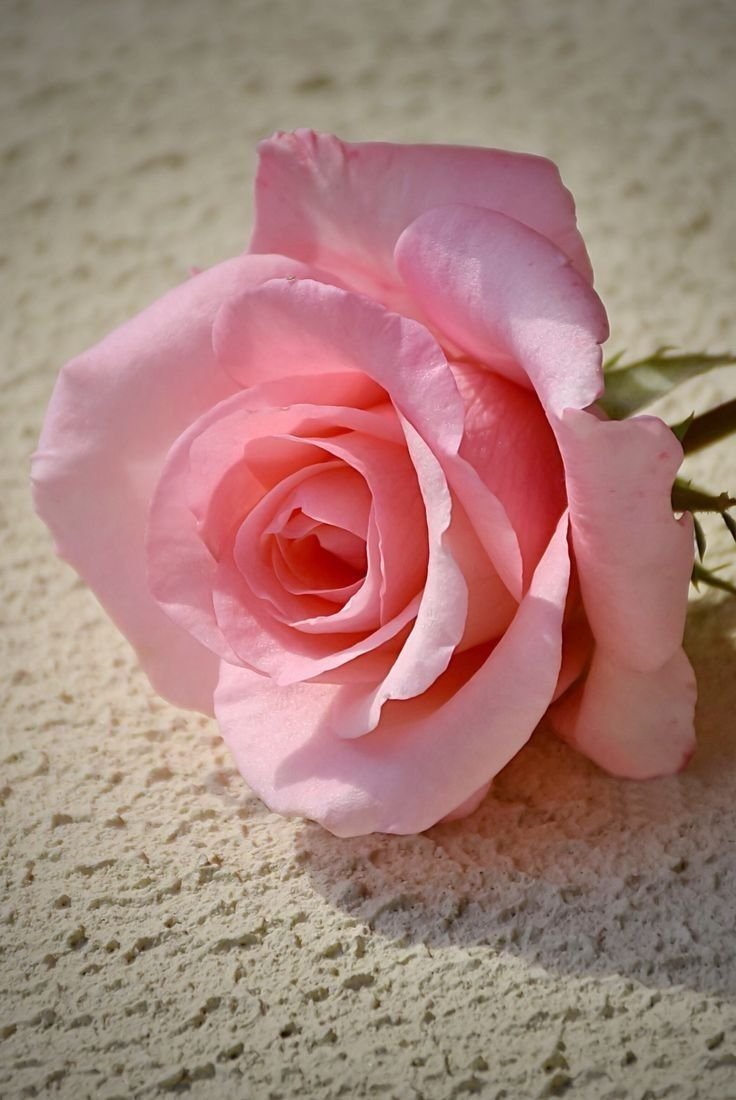 Lilybelle tweet media