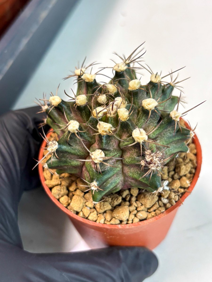 LvJungle's tweet photo. Cactuses are the new house pets! 🌵✨ 
Meet the Gymnocalycium T-Rex 

.
#gymnoflowers #gymnocalyciummania https://t.co/5qzWzu22ha