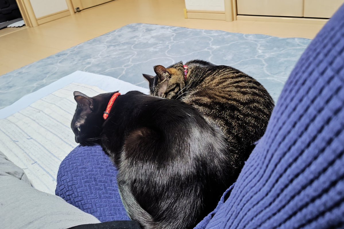 さいか tweet media