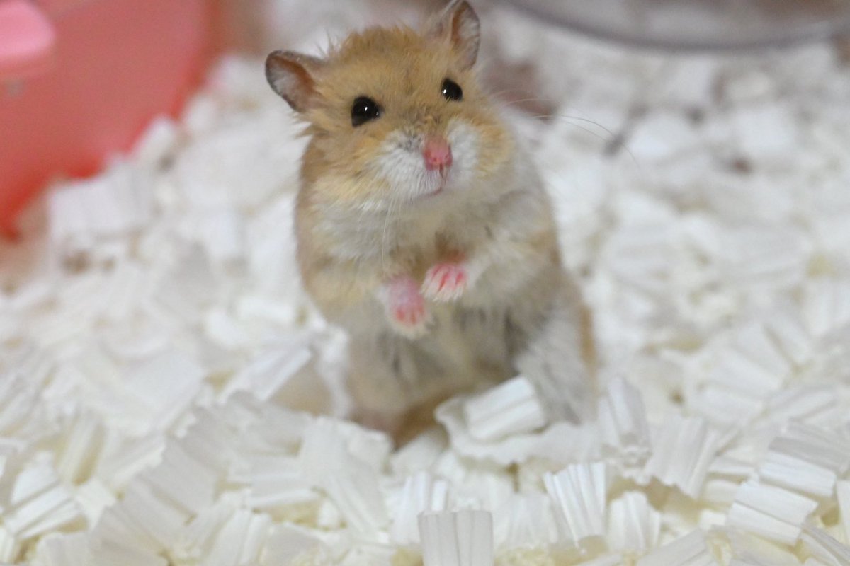 ジャンガリーズハムスター tweet media