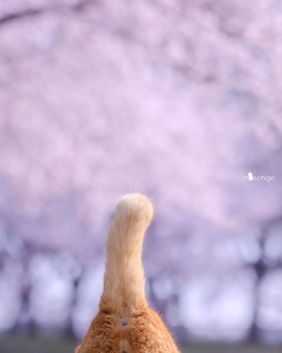 マツガサキ エチゴ@猫写真😽😻😹 tweet media