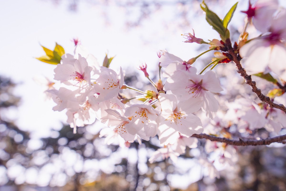 Shotaro@Like Tears in Rain tweet media