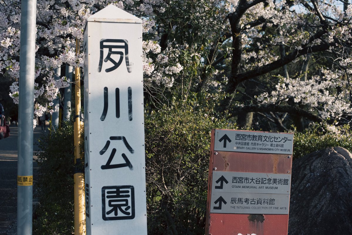 Shotaro@Like Tears in Rain tweet media