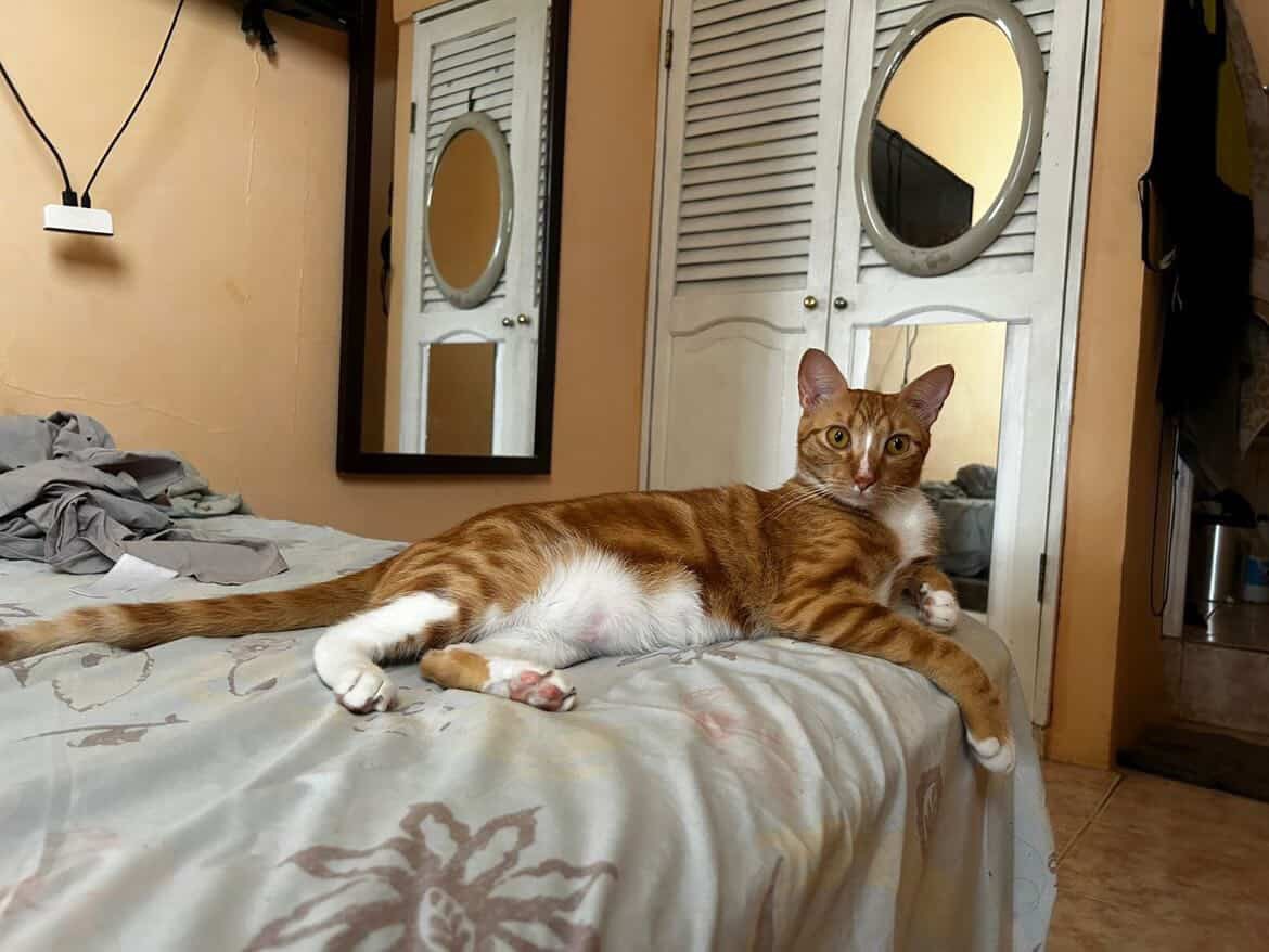 AlertaMePerdi's tweet photo. #PERDIDA #GUAYAQUIL
Nombre: #SOLMARIA
Fecha: 20/02/26
Sector: Norte, Samanes 2 Mz. 225
Sexo: Hembra
Raza: Mestiza
Obsv.: Naranja/amarilla fuerte, patas blancas en las traseras tiene como una mancha naranja, ojos amarillos, esterilizada
Contacto: 0958654240
#AlertaMePerdí https://t.co/CxDOSmxtp4