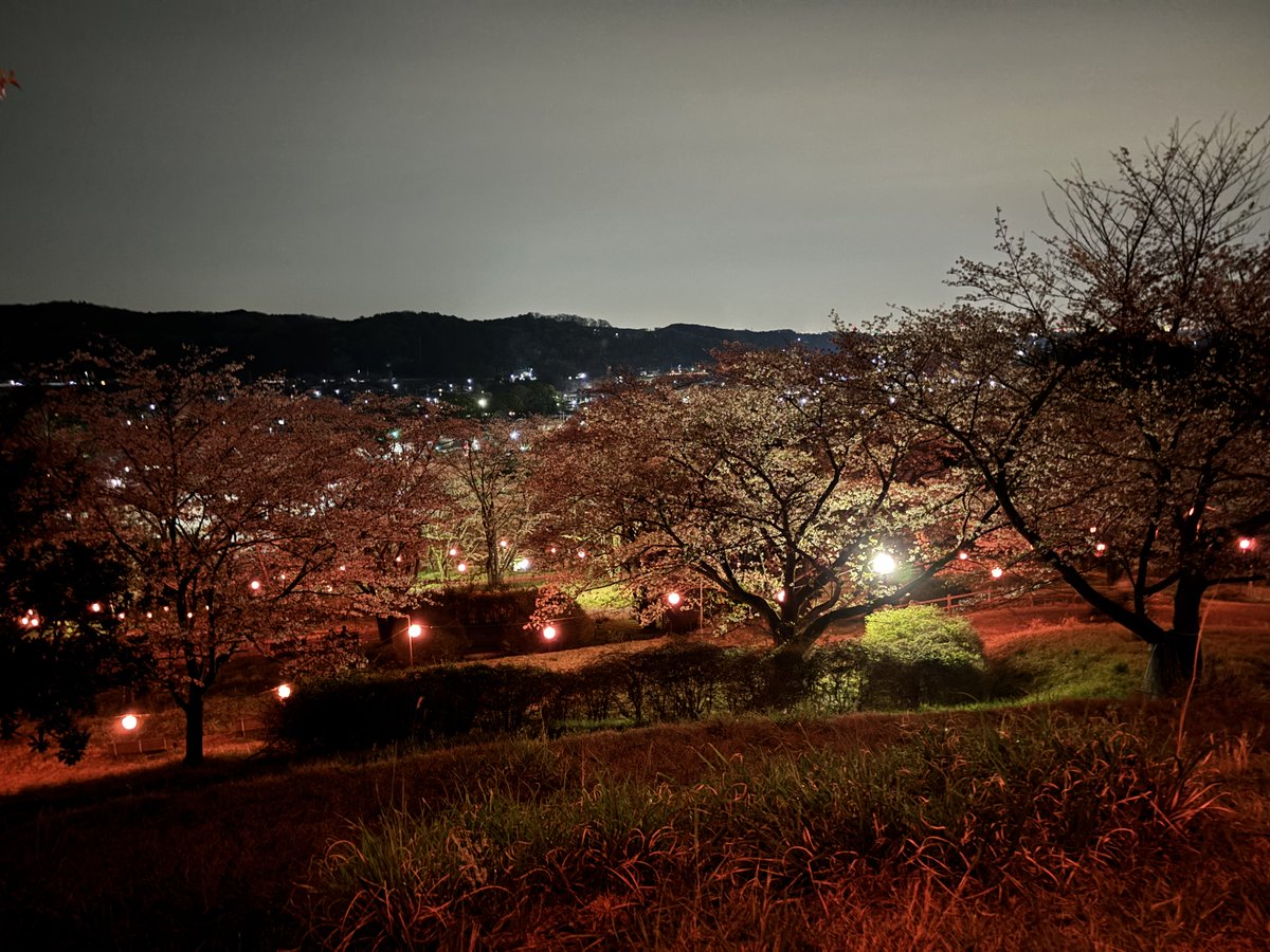 Y.Tsurui tweet media