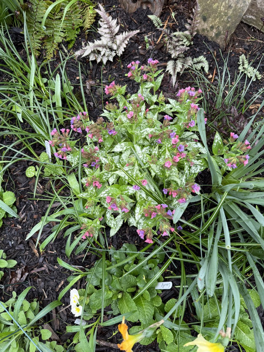 WDCGardener's tweet image. Scenes from the home garden of @jentzprints in Brunswick, MD #gardendc #frederickcountymd #dmv