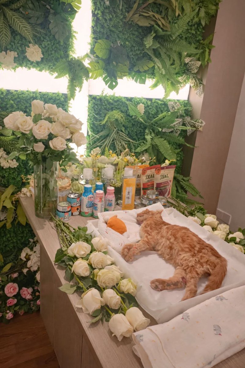 Some souls come into our lives without words… yet they fill our hearts with a love we can never explain. 🐾💔

Today this little angel lies silent, surrounded by the flowers and the food he once loved so much. The toys are still here… the treats are still here… but the tiny