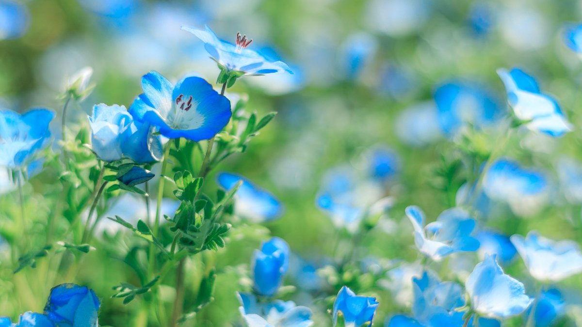 ひたち海浜公園被写体さんゆる募。
4/23の午後フリーになる予定なので、現地集合で遊んでいただける方。創作・ポトレも◎
詳細はプロカへprofcard.info/u/YCXoueLgm4R0…
