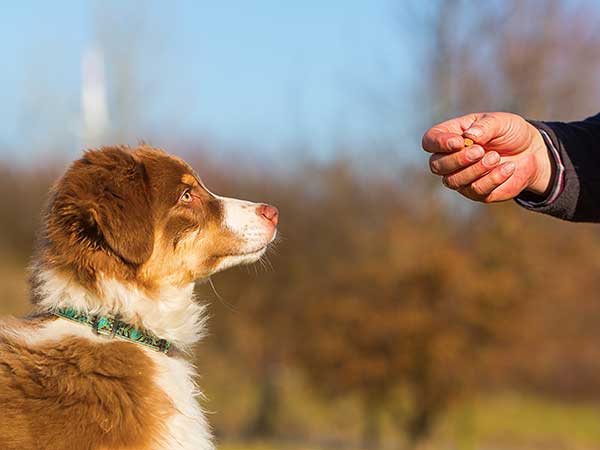 AussieShepLover's tweet image. Basic Dog Training For Beginners 🐾💖🎓
australian-shepherd-lovers.com/dog-training-f…

🔶 Aussie Owner? Get our Official Guide to Aussie Training &amp;amp; Care here...
australian-shepherd-lovers.com/asl-ebook-fb

#australianshepherd #aussie #dogtraining #puppytraining #aussielovers