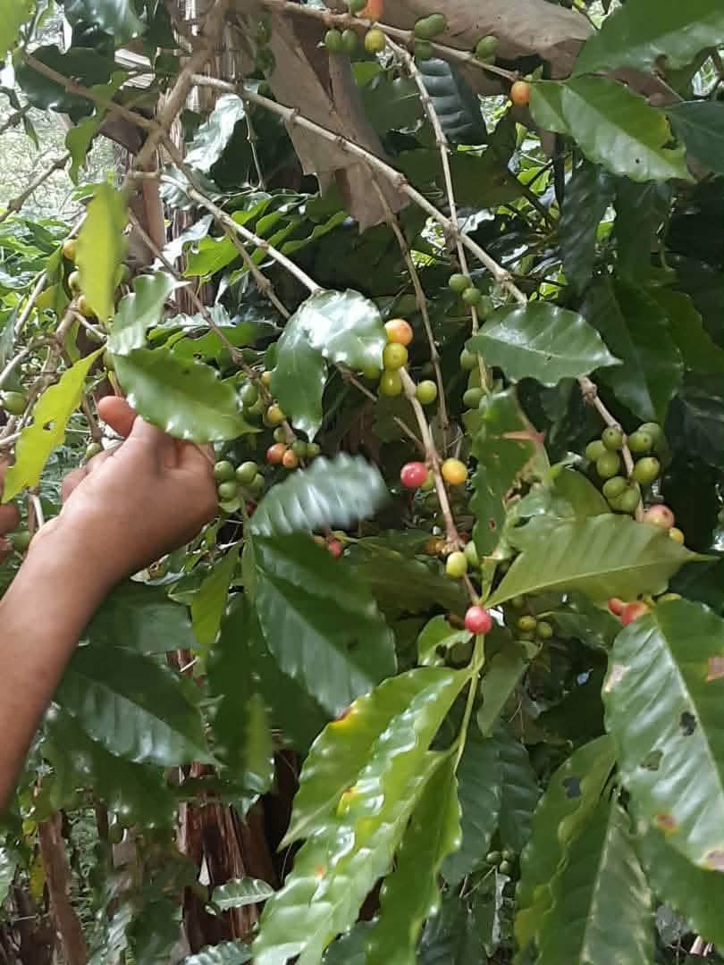 🌎🚜👨‍🌾🌱| De la crisis a la solución: así se transforma el campo cubano

Tras el huracán Melissa, el oriente de Cuba no solo se levanta, sino que lo hace de manera más sostenible. 💪

#CubaEstaFirme
#100AñosConFidel