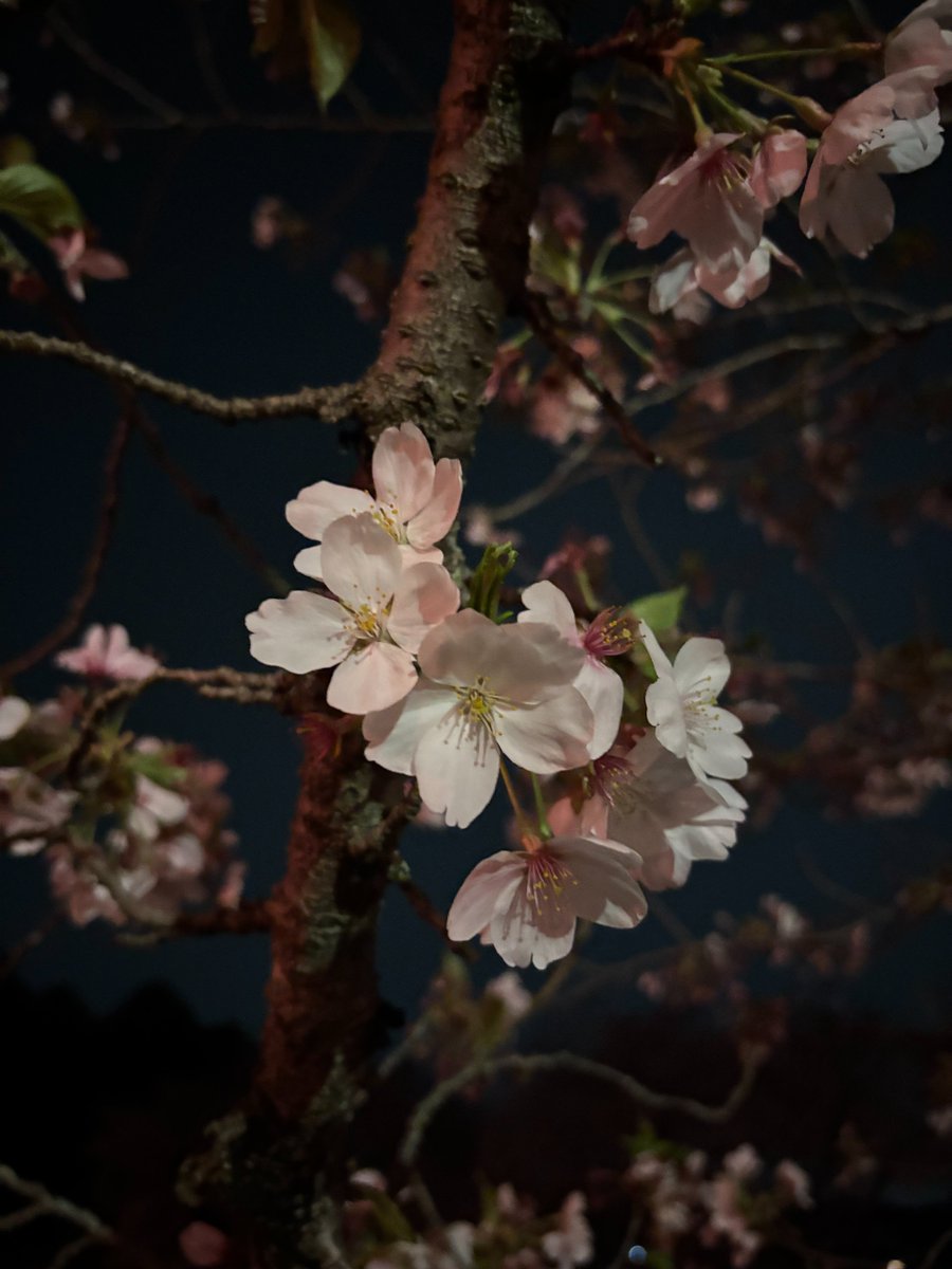 Y.Tsurui tweet media