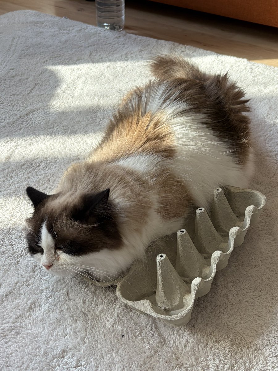 sumatra🌈 tweet media