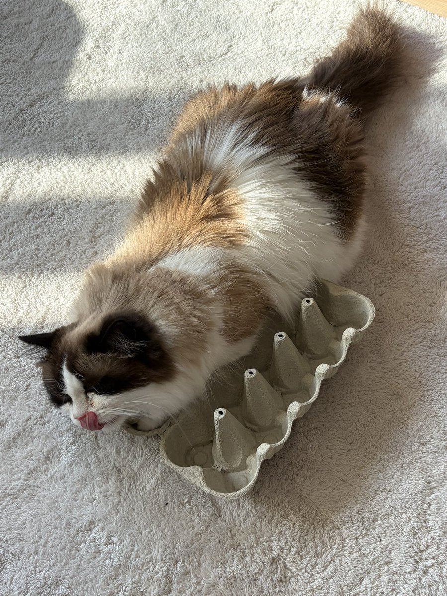 sumatra🌈 tweet media