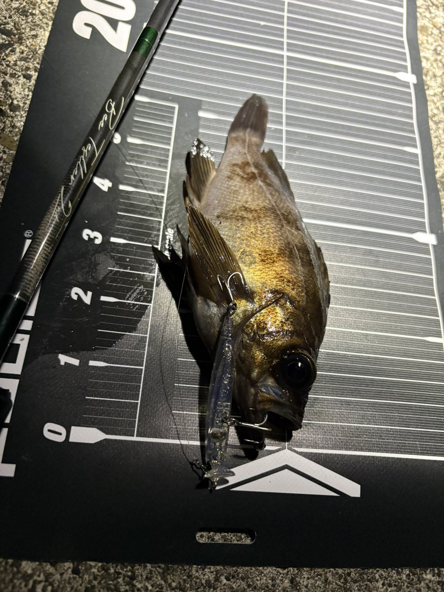 さや魔 tweet media