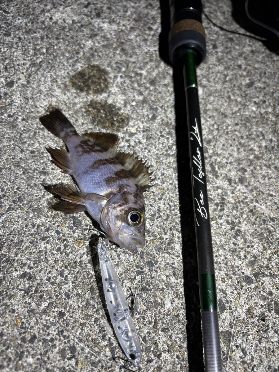 さや魔 tweet media