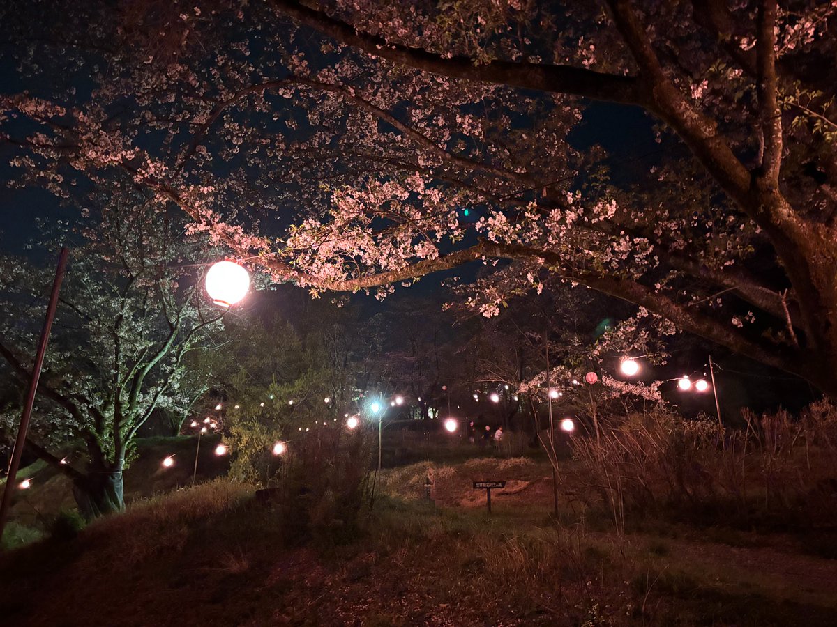 Y.Tsurui tweet media