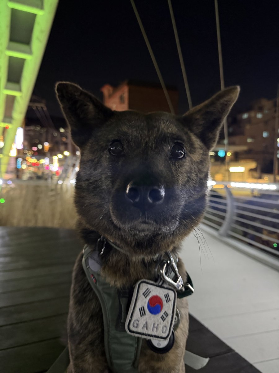 가호누나 tweet media