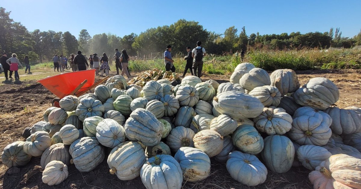 Salen de Ciencias Agrarias 12 mil kilogramos de zapallos para abastecer comedores universitarios

La facultad de la UNCo, ubicada en Cinco Saltos, Río Negro, cultiva diversas especies hortícolas. Es parte de un proyecto de formación académica.

uncoma.edu.ar/ultimas-notici…