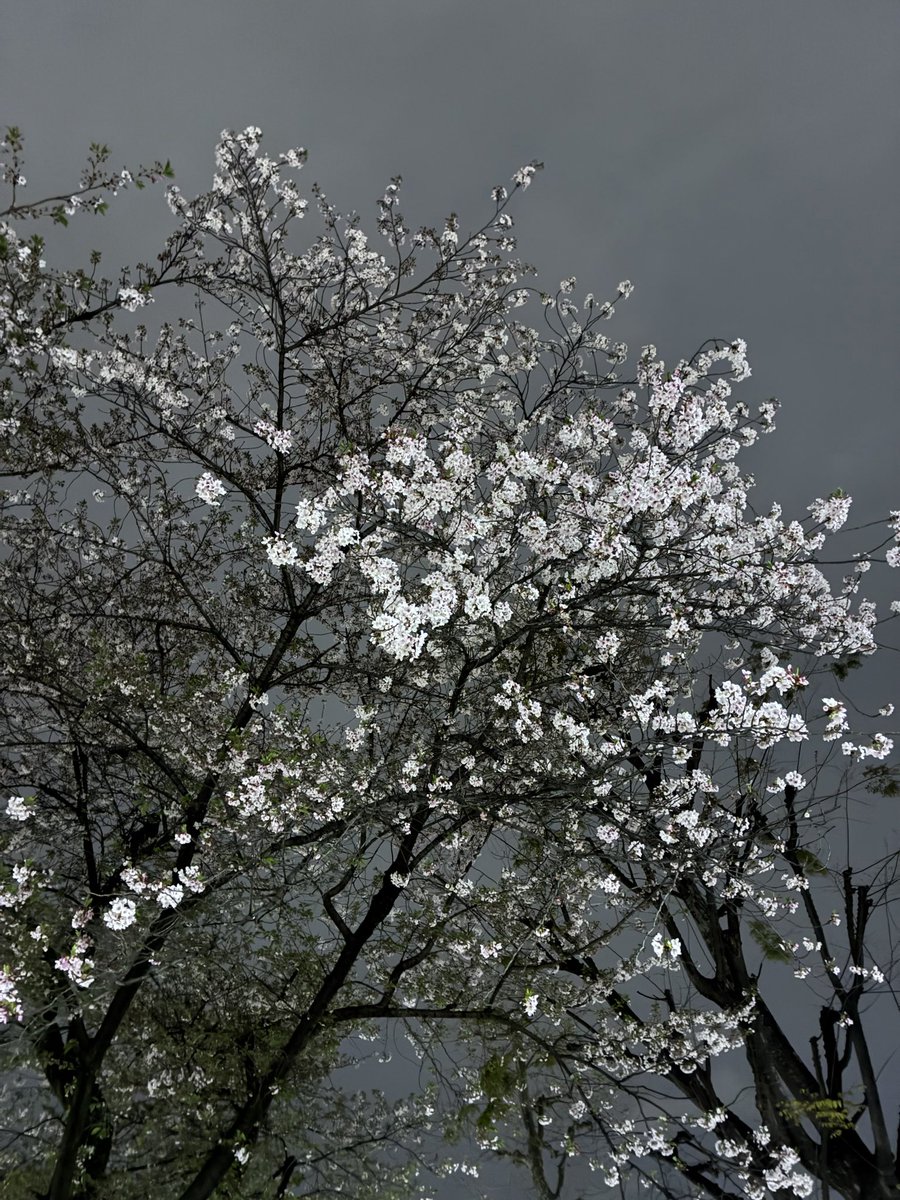 着ぐるみ系女子 tweet media