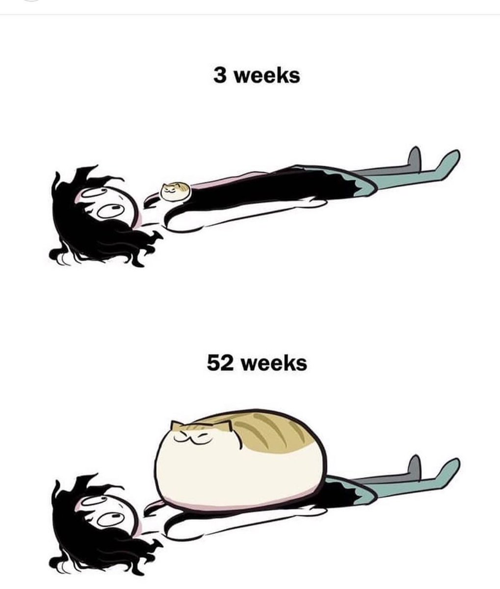 The Cats 𝕏 tweet media