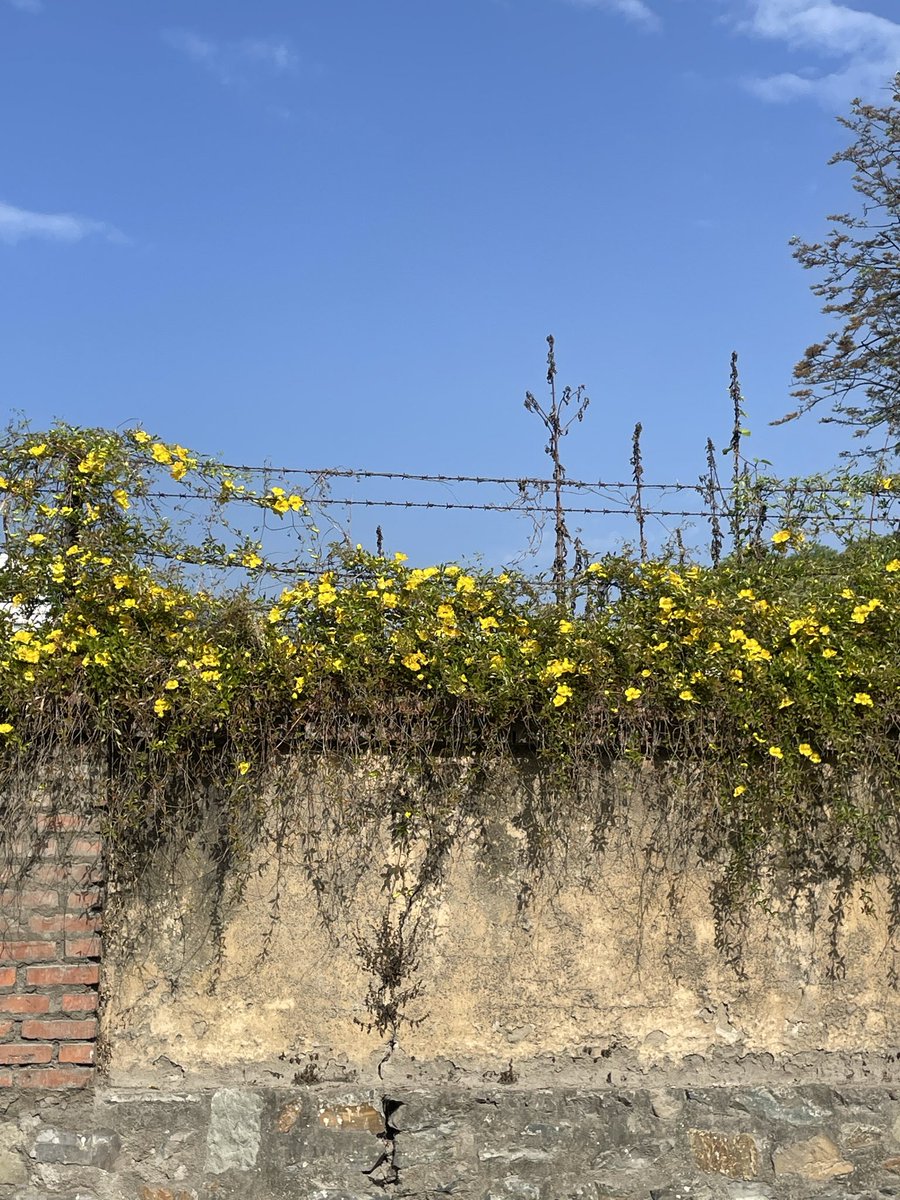 pgpratiksha's tweet photo. मेरो भताभुंग जिन्दगीमा तिम्रो आगमन ।
#people #places #lifestyle #pgpgraphy #storytelling #photography https://t.co/VPlSmlqlqi