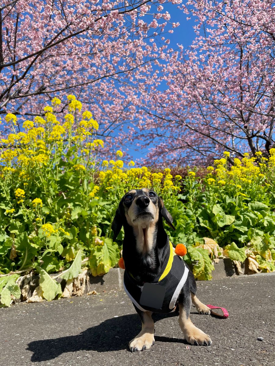 Alice_Chocolat tweet media