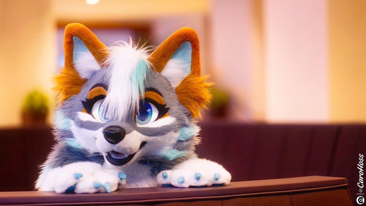 Zephyri Wolf🔜ACFI tweet media