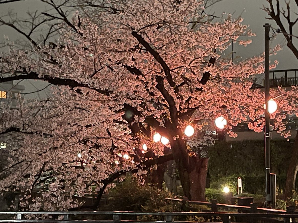 SES0K0's tweet photo. Nice to have Sakuras in the neighborhood. https://t.co/1g2RQbvsVO