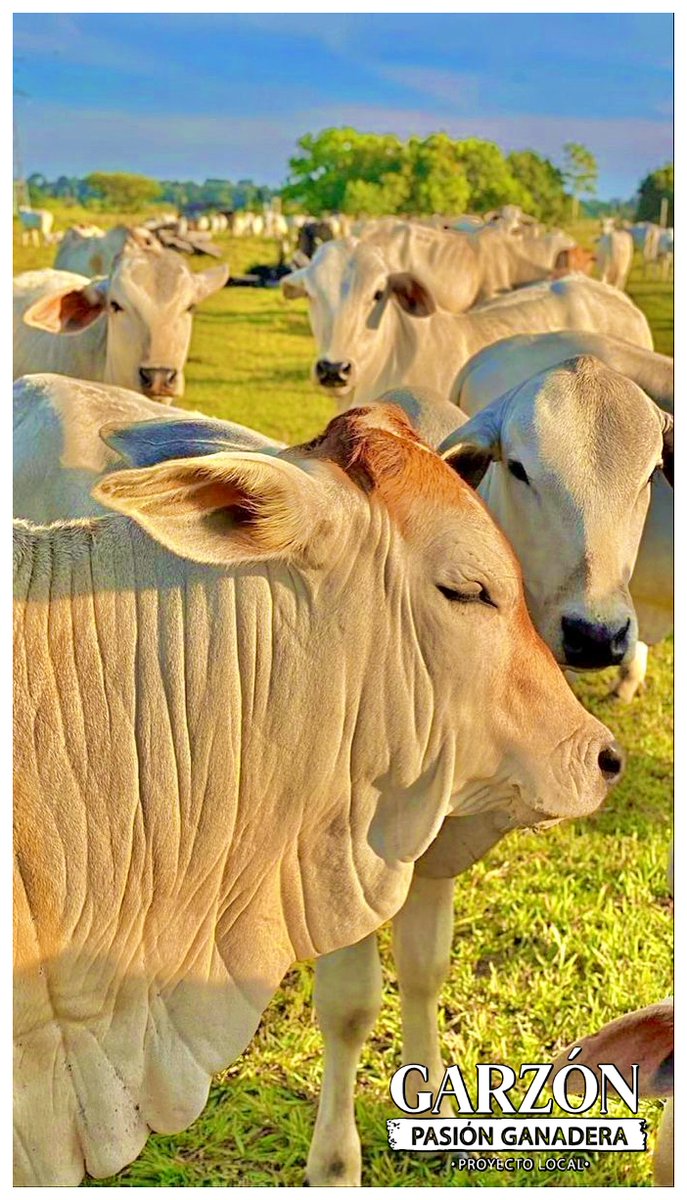 Garzón Pasión Ganadera tweet media