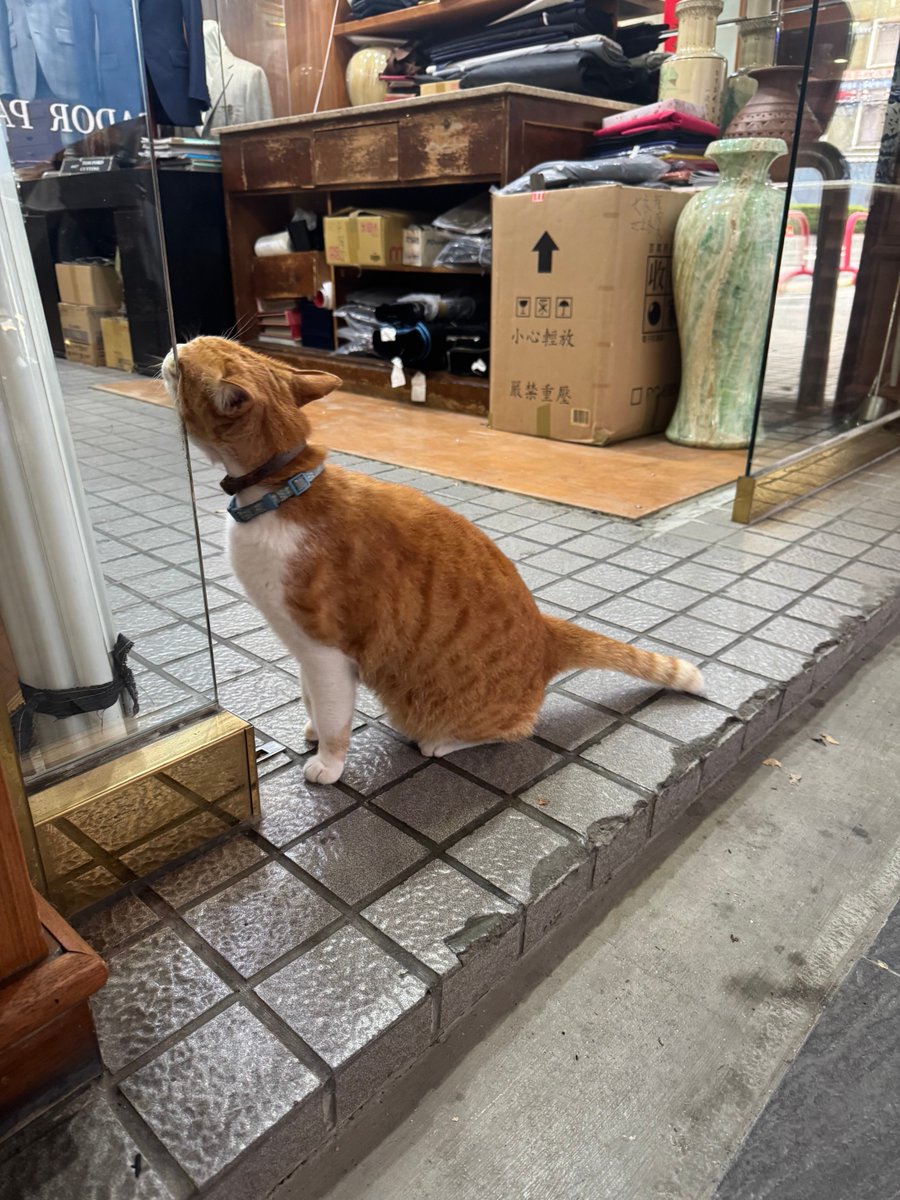 四季童子 tweet media