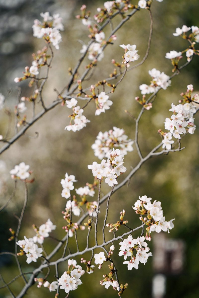 カメラを持ってのんびり散策📸(*¯︶¯*)🌸💃リフレッシュできて最高だった～～推薦一首很喜歡的歌Águas de Março，很適合春天😆✨ #sakura #cherryblossom #桜 #春 #カメラ日和