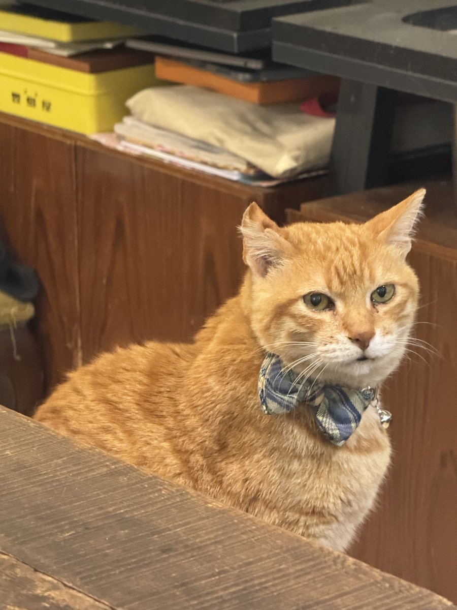 四季童子 tweet media