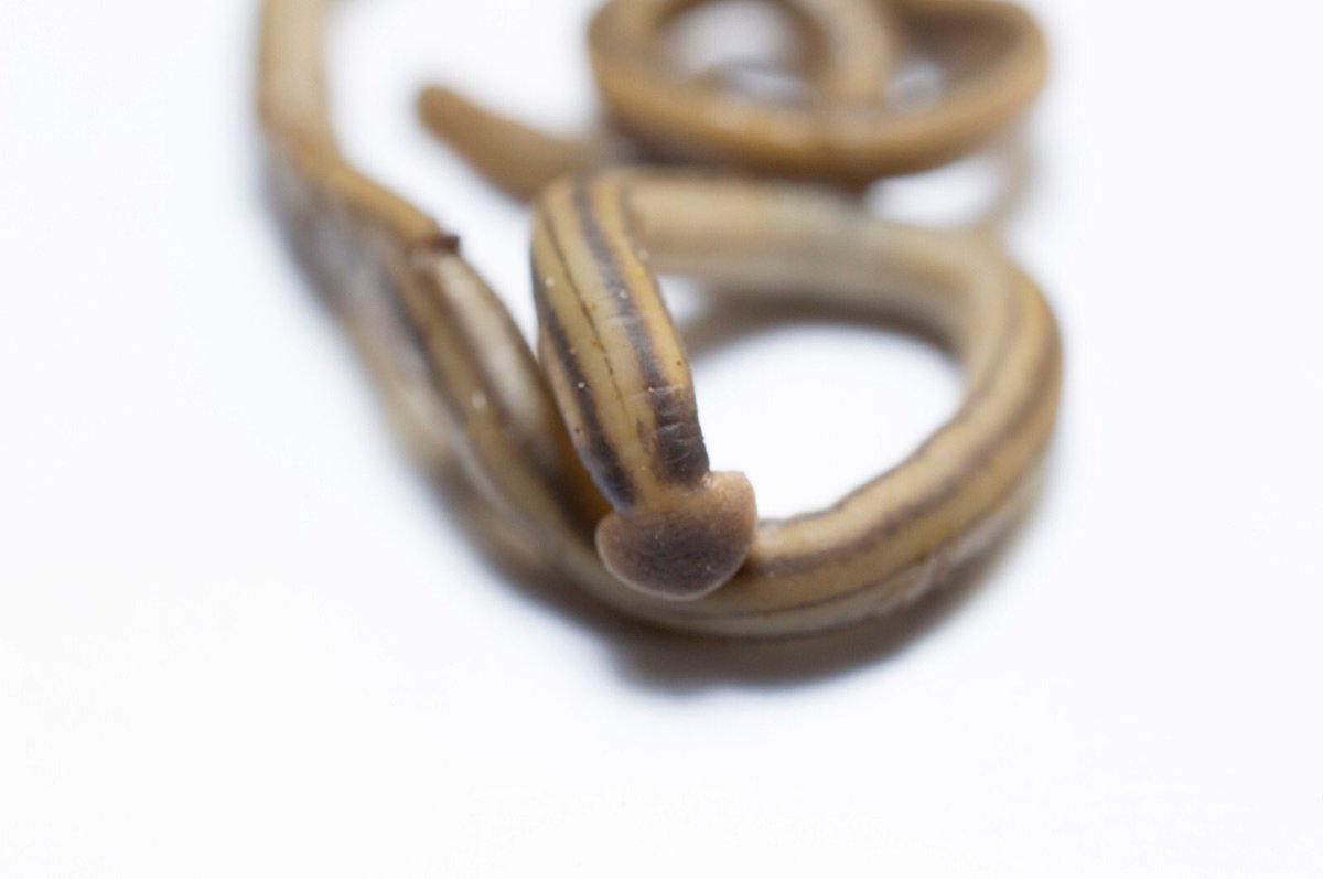 Carlos Lasso tweet media