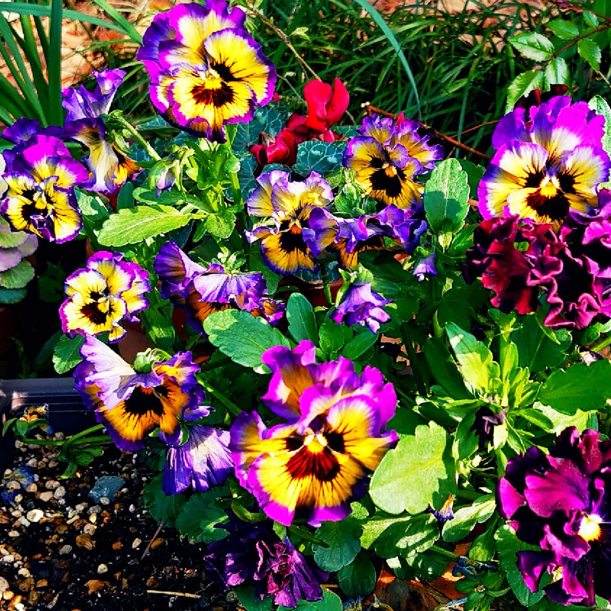 KiwaSaokmw's tweet image. #ビオラ
#Viola
#逆境で生まれる力
#TLを花でいっぱいにしよう
#TLを緑でいっぱいにしよう