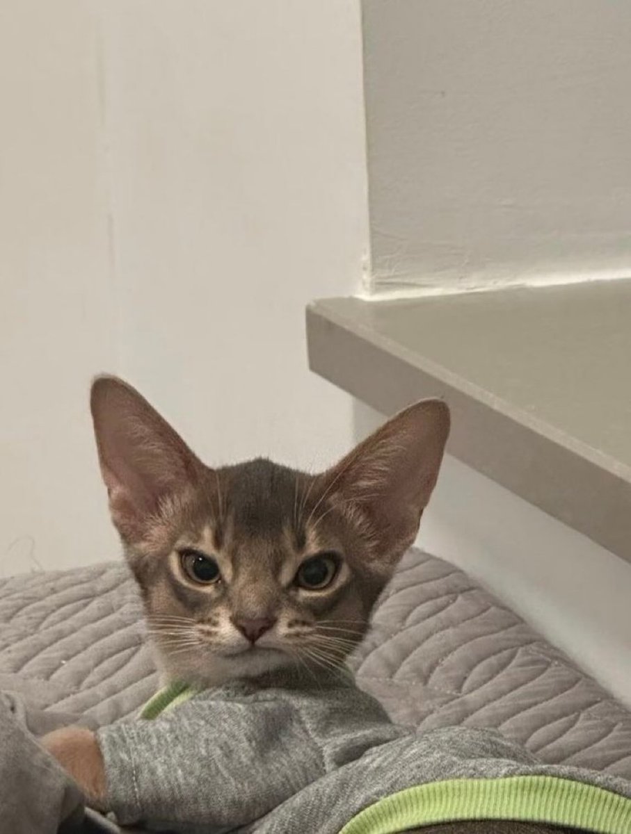 No Cats No Life tweet media