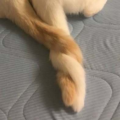 The Cats 𝕏 tweet media