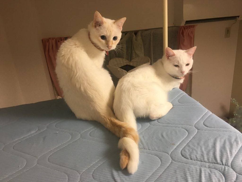 The Cats 𝕏 tweet media