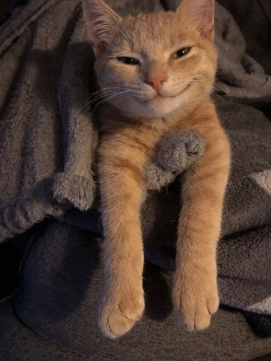 No Cats No Life tweet media