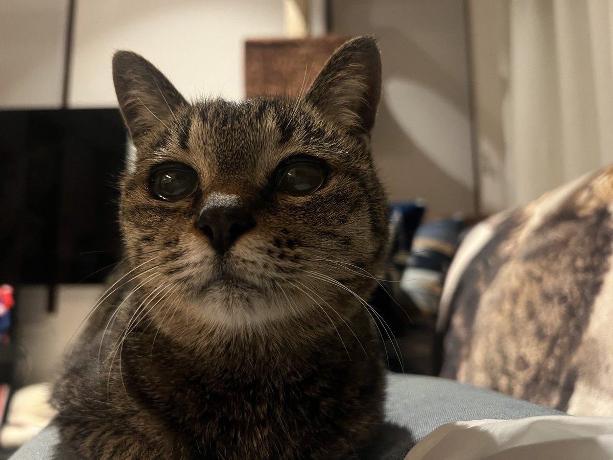 Momoko Iijima tweet media